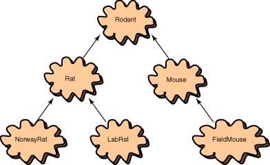 hierarchy of rodents